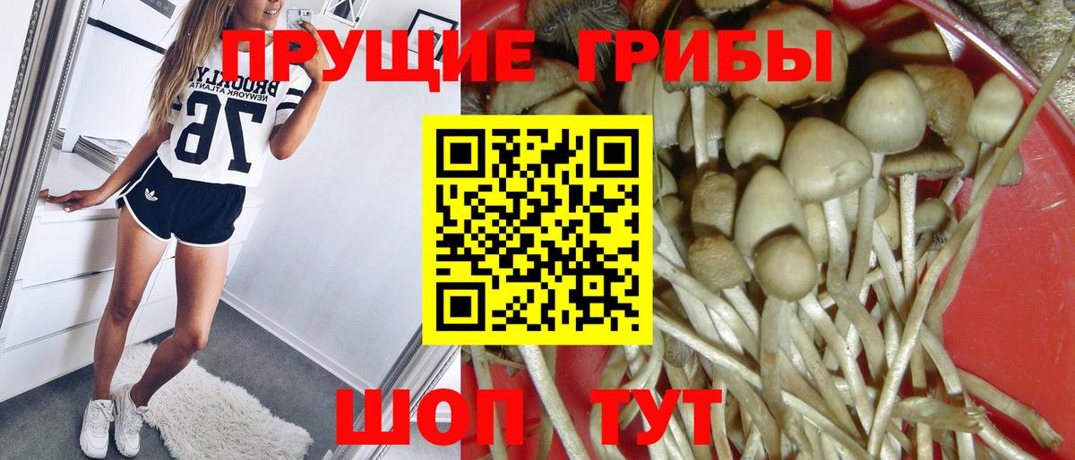 Псилоцибиновые грибы мицелий Выборг